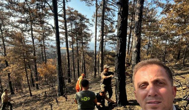 Yanan ormanlık alanlar tekrar haya dönüyor