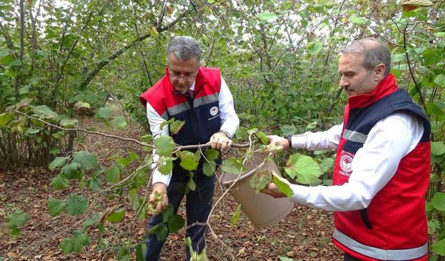 Zirai don fındık rekoltesini olumsuz etkiledi