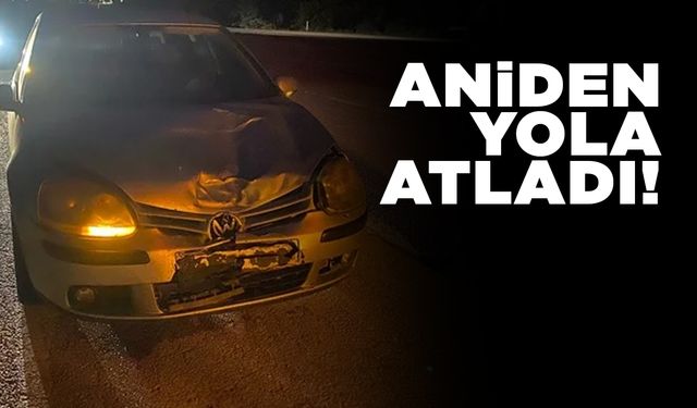 Yola atlayan köpek telef oldu
