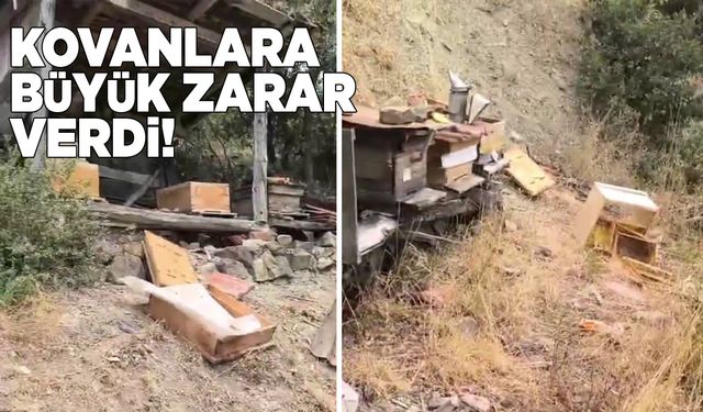 Sinop'ta kovanlara ayı saldırısı