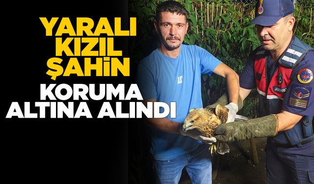 Sinop’ta yaralı kızıl şahin jandarmaya sığındı