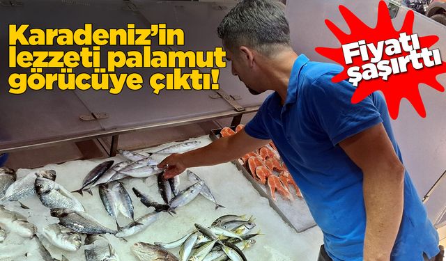 Sinop'ta palamut tezgahta yerini aldı