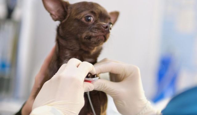 Kedi ve Köpeklerde Kalp Sağlığı: Bir Veteriner Kardiyolog Neden Önemlidir?