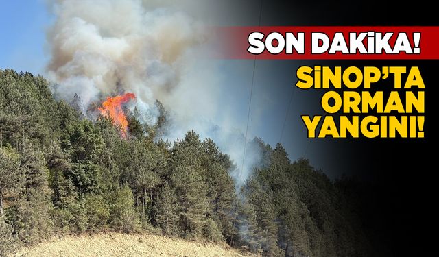Sinop'ta orman yangını: Müdahale sürüyor