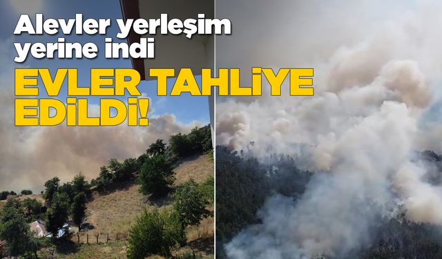 Sinop'ta orman yangını: Evler tahliye edildi!