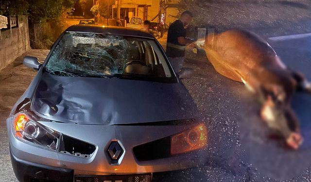 Otomobilin çarptığı inek telef oldu