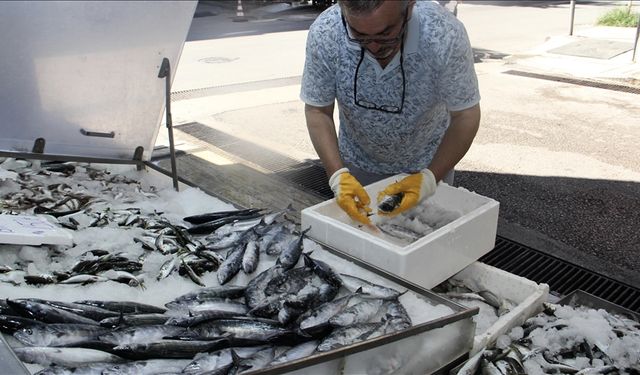 Sinop'ta sezonun ilk palamudu avlandı