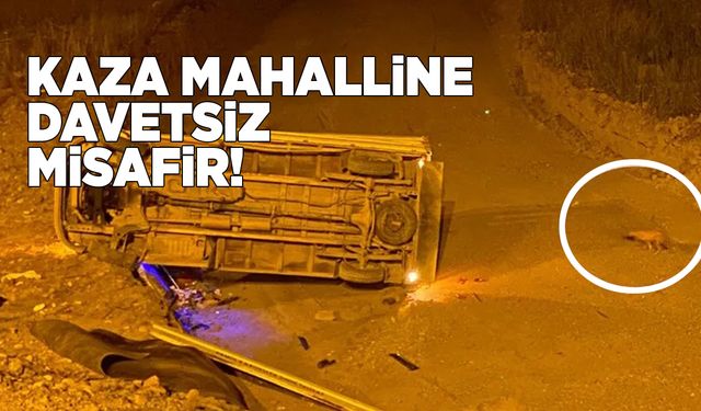 Kaza mahalline gelen tilki meraklı gözlerle etrafı inceledi