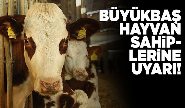 Sinop Valiliğinden büyükbaş hayvan sahiplerine uyarı