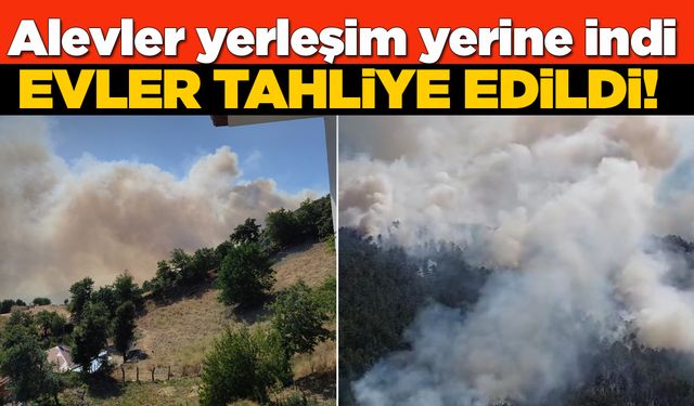 Sinop'ta orman yangını: Evler tahliye edildi!