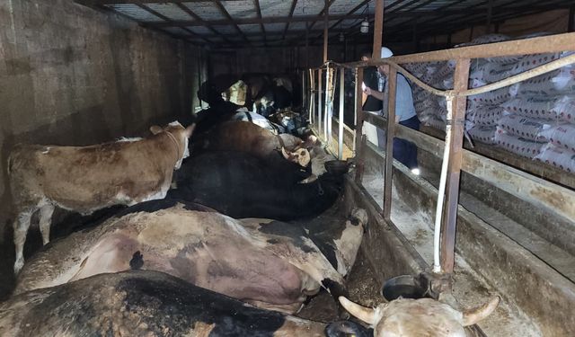 6 büyükbaş hayvan elektrik akımına kapıldı