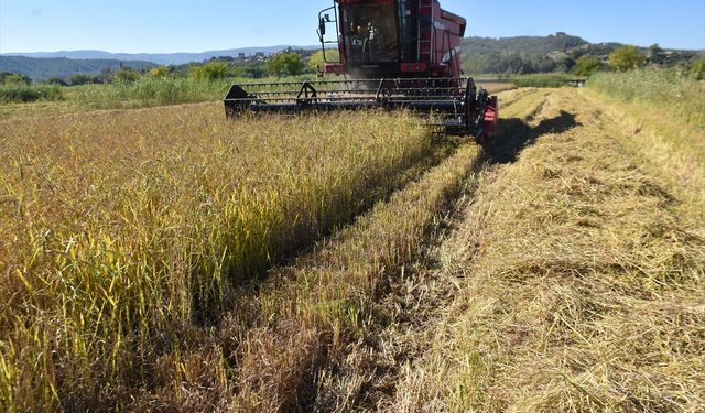 Sinop'ta 17 bin 484 dekar alanda çeltik hasadı başladı
