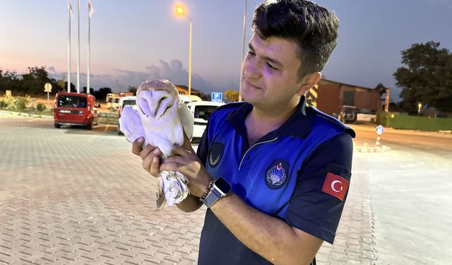 Sinop'ta yaralı bulunan peçeli baykuş koruma altına alındı