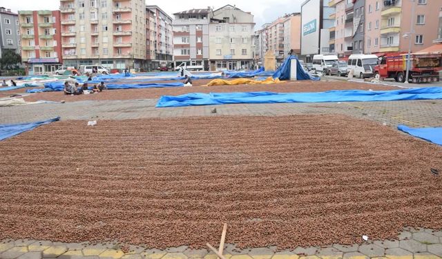 Üreticilerin fındık kurutma mesaisi