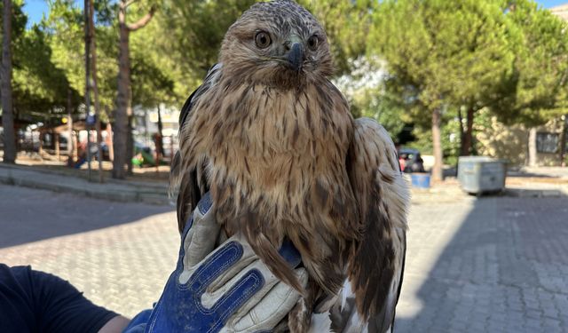 Yaralı bulunan kızıl şahin tedavi altında