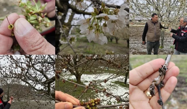 Zirai don mağduru çiftçilere destek müjdesi