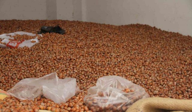Fındık fiyatları yükselişe geçti