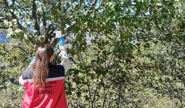 Kahverengi kokarca ile mücadele çalışmaları sürüyor