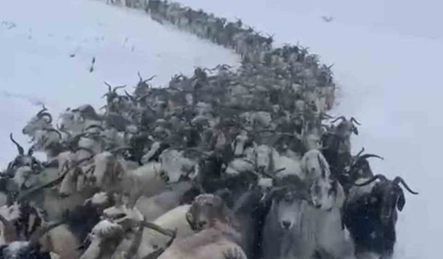 Kar nedeniyle yaylada 500 küçükbaş hayvan mahsur kaldı