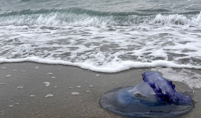 Mavi denizanaları sahile vurdu