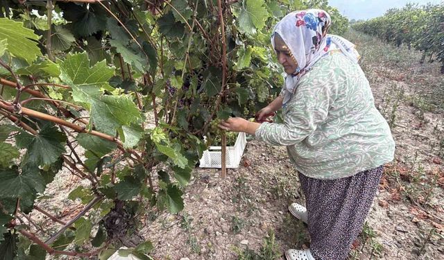 Narince üzümünü don vurdu, rekolte yüzde 80 düştü