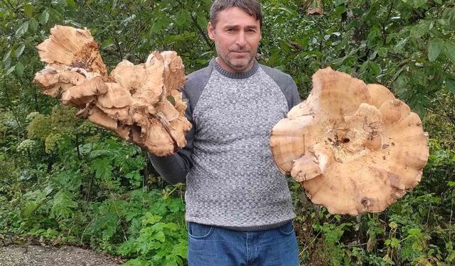 Ormanda bulunan dev mantarlar şaşırttı