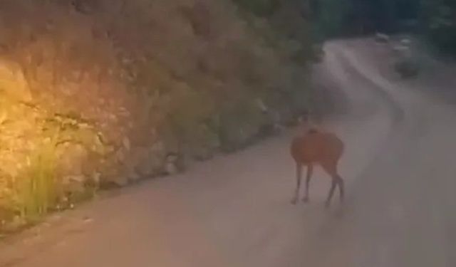 Sinop’ta yaban hayatı kameraya yansıdı