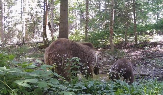 Yavru ayı annesiyle su içerken fotokapana yakalandı
