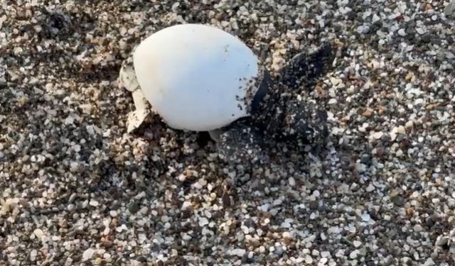 Yavru carettalar denizle buluştu