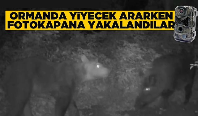 Ormanda yiyecek arayan ayı ve domuz fotokapana yansıdı
