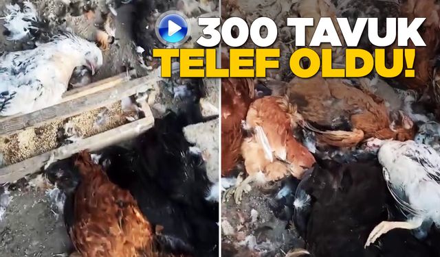 Sinop'ta hayvan saldırısı: 300 tavuk telef oldu