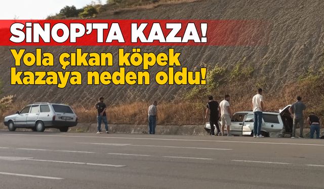 Sinop’ta yola çıkan köpek kazaya neden oldu