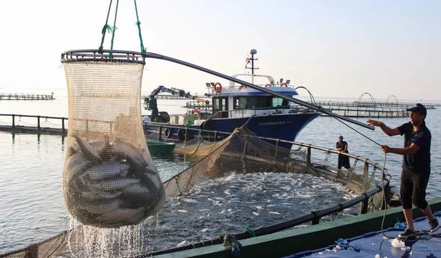 Sinop, Türk somonu üretiminde Türkiye lideri!