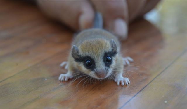 Sinop'ta yaralı bulundu, tedavi ile doğal yaşamına kavuştu