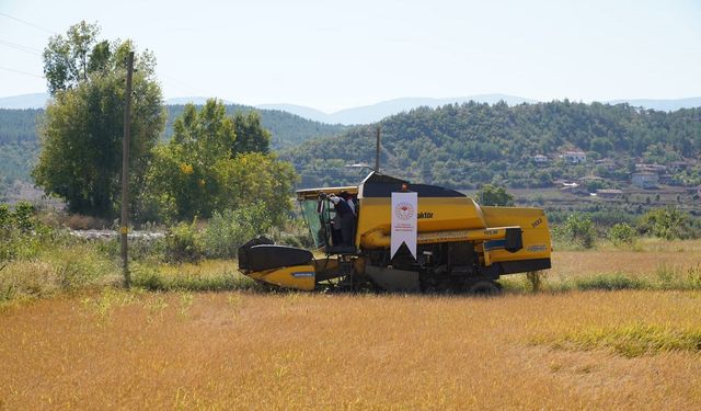 Sinop’ta olgunlaşan çeltikler hasat ediliyor