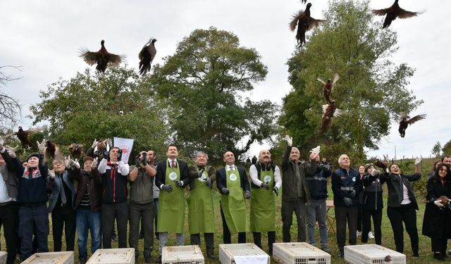 Sinop’ta 250 sülün doğaya salındı