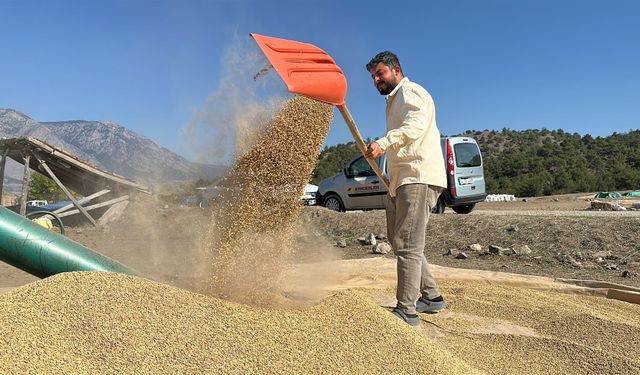 Çorum'da geleneksel yöntemle çeltikler kurutuluyor