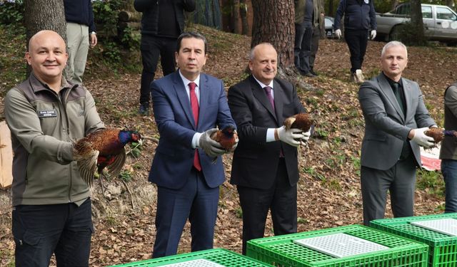 Kahverengi kokarcaya karşı doğaya 200 sülün salındı