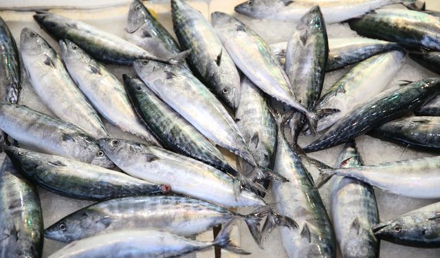 Ordu'da palamudun tanesi 150 liradan satışa sunuldu