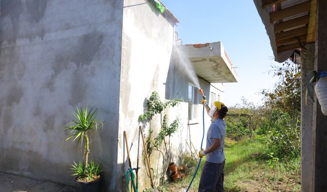 Samsun'da kahverengi kokarcaya karşı mücadele sürüyor