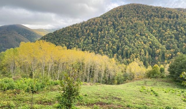 Sinop'ta şelalelerde sonbahar manzaraları