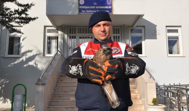 Yaralı kızıl şahin korumaya alındı