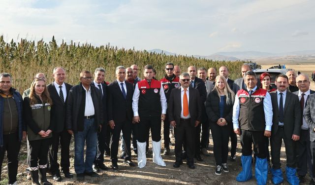 Yerli ve milli vezir kenevir türünün hasadı başladı