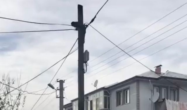 Köpeklerden kaçan kedi direkte mahsur kaldı