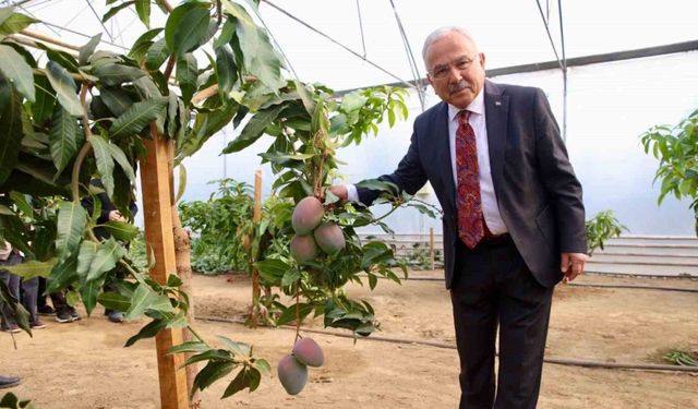Öğrenciler seralarda tarımı öğreniyor