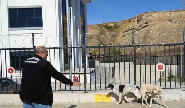 Samsun'da başıboş köpekler toplandı