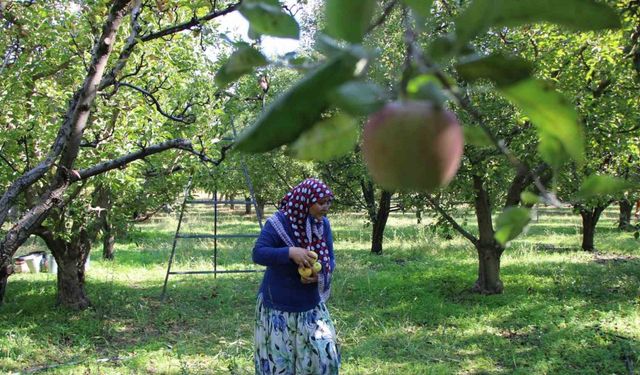 Zirai dondan etkilenen Amasya misket elmasında bu yıl hasat yok