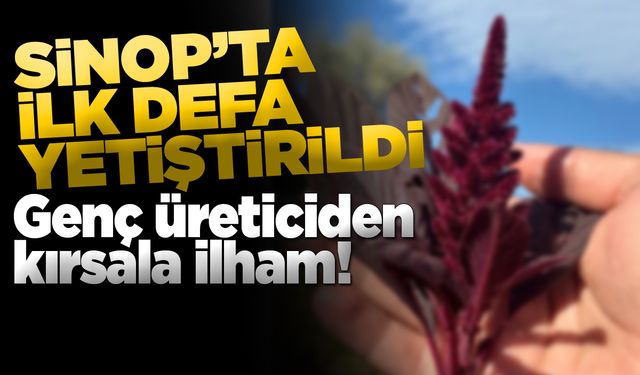 Yüksek proteinli bitki Sinop topraklarında!