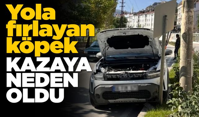 Yola atlayan başıboş köpek kazaya neden oldu
