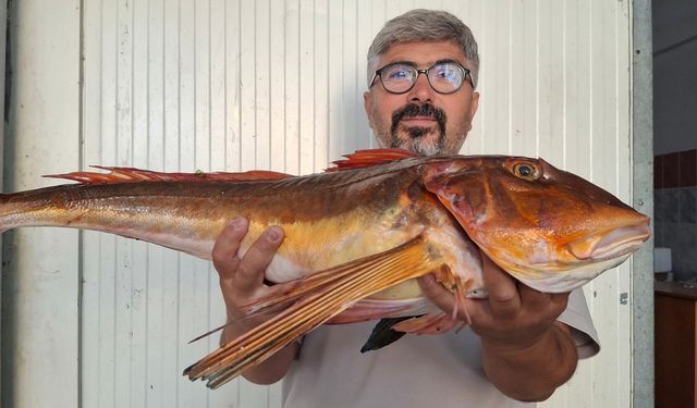 Sinop'ta dipten servet çıktı, Lezzeti efsane!